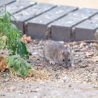 Reported summer rat sightings up 15% on last year – Rentokil