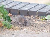 Brown rat