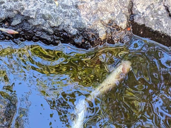 View of polluted water