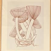 Mushrooms by Clodagh Holohan