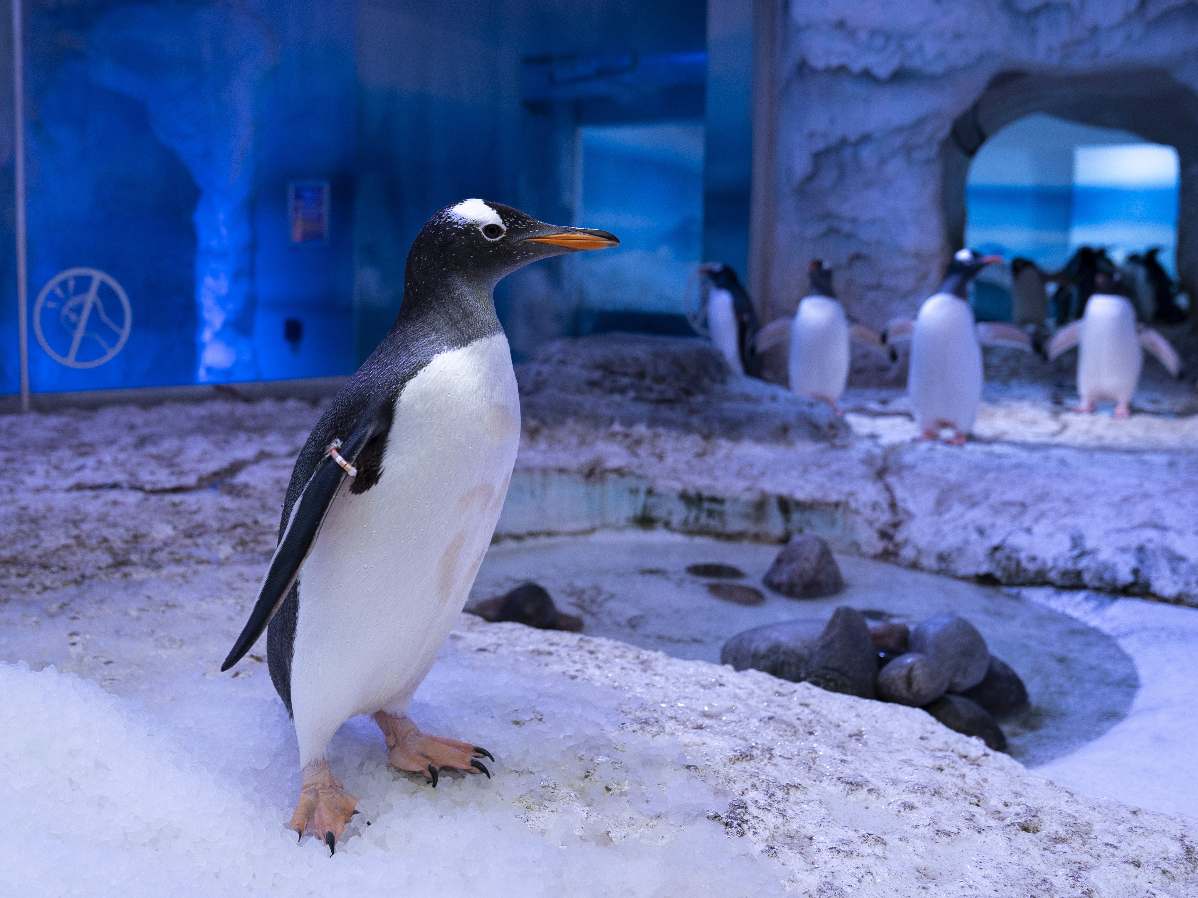 A penguin stands in the foreground of the exhibit at Sea Life London Aquarium with others in the background, with a blue snowy atmosphere
