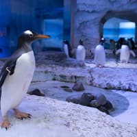 Controversial London indoor penguin enclosure set to close in 2028