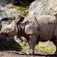 Waterford boy wins naming competition for new rhino at Fota Wildlife Park