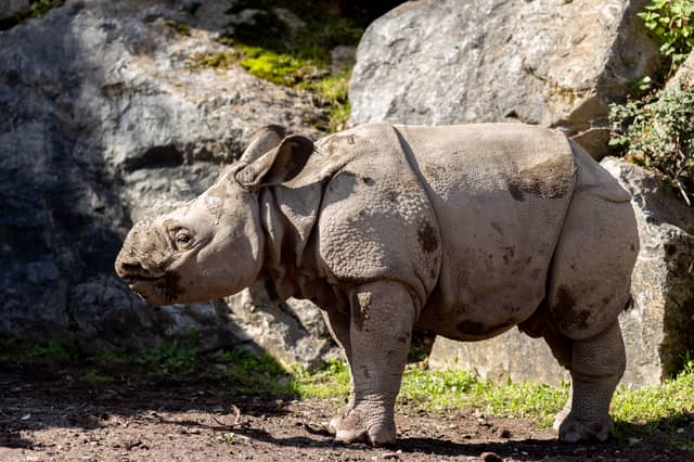 The male Indian rhinoceros calf who has been named Bondhi