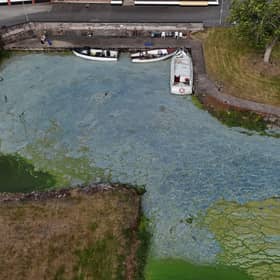 Blue-green algae on Lough Neagh