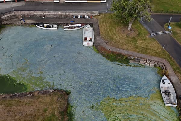 Blue-green algae on Lough Neagh