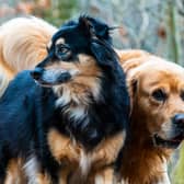 The council has received over 300 complaints regarding the control of dogs so far this year
