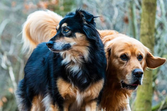 The council has received over 300 complaints regarding the control of dogs so far this year