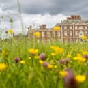 Wildflower meadow with yellow flowers, with Wimpole Hall red brick stately home in background