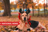 The Irish Blue Cross is also reminding owners of the potential toxicity of chocolate and sweets for pets