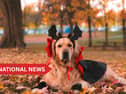 The Irish Blue Cross is also reminding owners of the potential toxicity of chocolate and sweets for pets