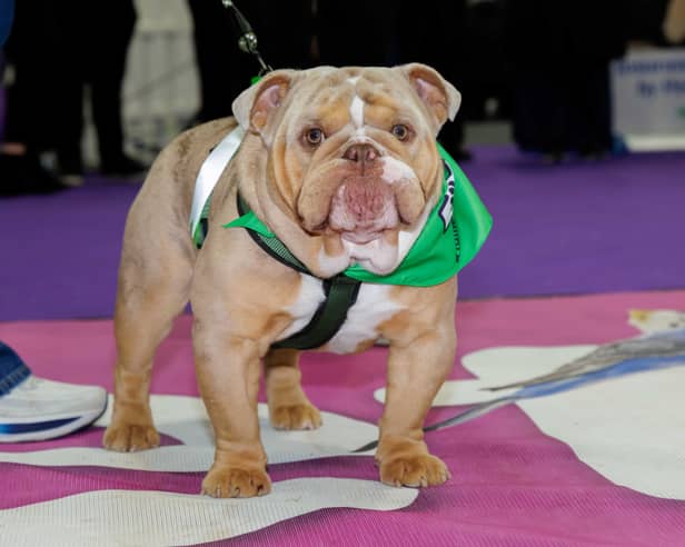 Bowzer, an English Bulldog from Co. Louth