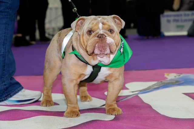 Bowzer, an English Bulldog from Co. Louth