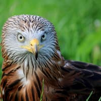 Iconic species in Carlow poisoned by illegal and toxic substance amid public appeal