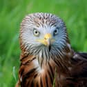 Red Kite bird poisoned in Carlow amid public appeal