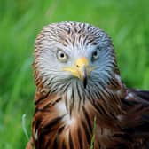 Red Kite bird poisoned in Carlow amid public appeal