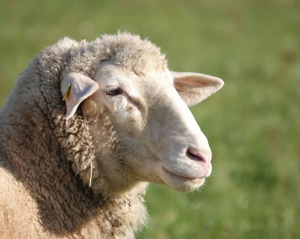 'Controlled electrical stimuli' for sheep in Kildare suggested