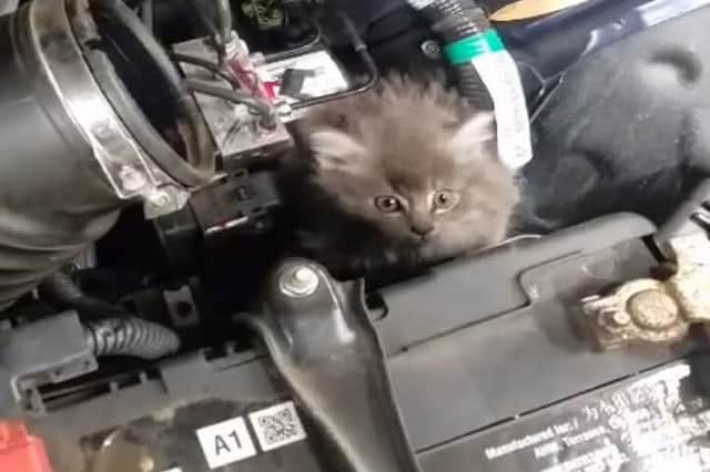 A cat trapped in a car bonnet during cold weather