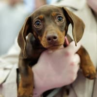 Chai Bella represents Offaly at Puppy of the Year 2026 Grand Final
