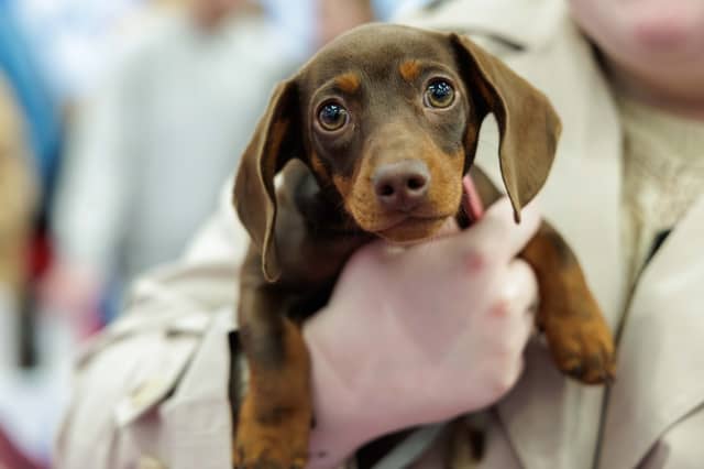 Chai Bella represented Offaly on the national stage