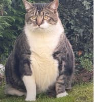 Kilkenny's biggest bachelor? Puddy the cat seeks purr-fect match