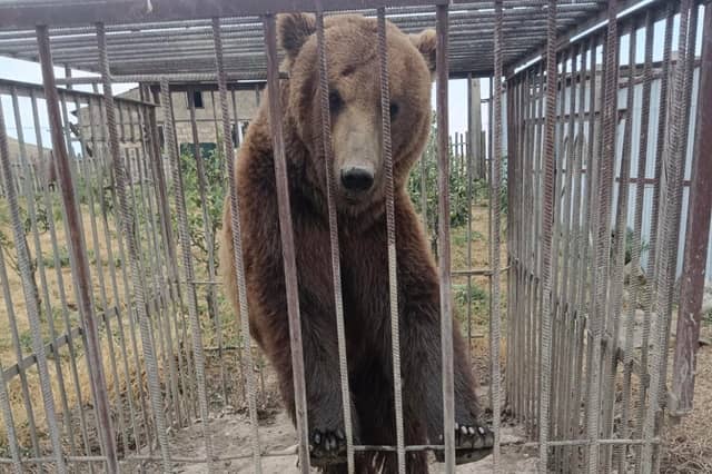 Tyapa in the small cage in Russia