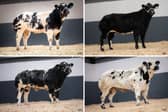Some of the impressive pedigree livestock up for sale
