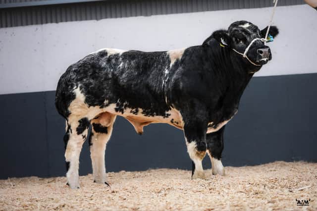 The Champion - Dunbeggan Thatcher overall Belgium Blue male Champion of Tullamore Show