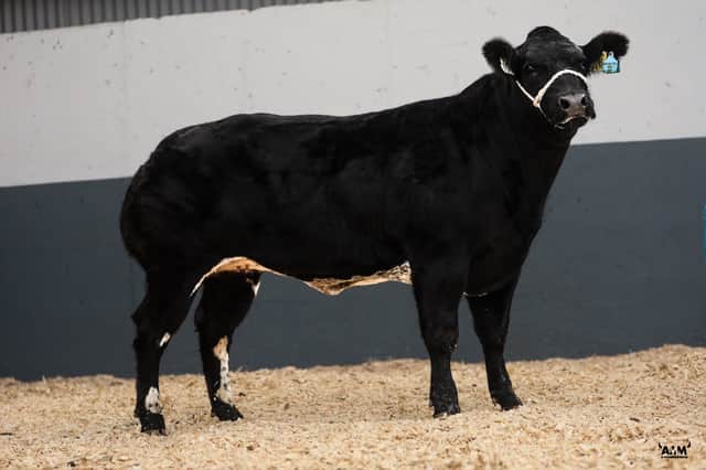 This very stylish heifer Dunbeggan Trixie will be up for auction