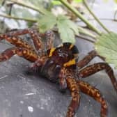 Raft Spider by T. Whyte