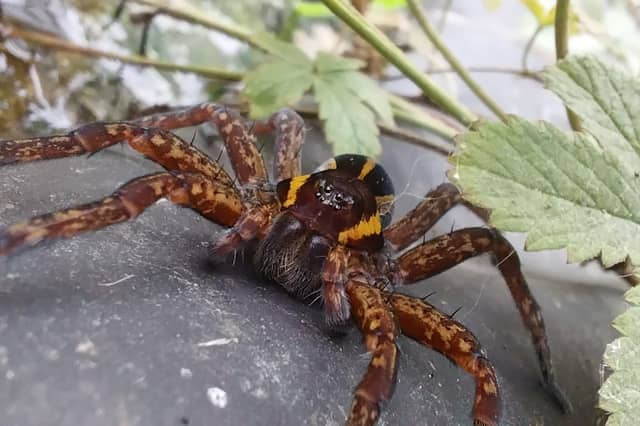 Raft Spider by T. Whyte