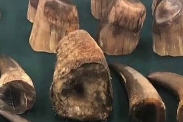 The Rathkeale rovers played a role in stealing and smuggling rhinoceros horns to countries in Asia
