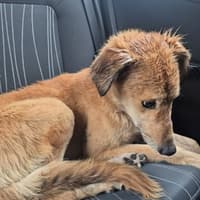 'It breaks my heart' - Shock and anger in Carlow as young puppy found in terrible state