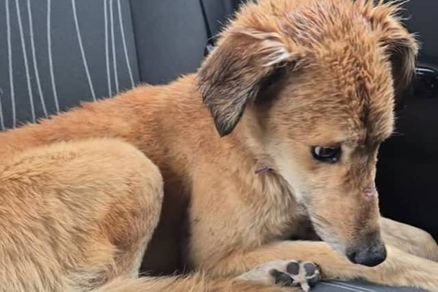 Cody was found near Carlow by an animal rescue charity, which is now seeking donations to help him