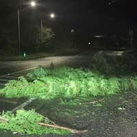 Number of fallen trees in Waterford following strong winds overnight