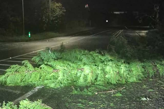 A tree down on the N29 road to the Port of Waterford