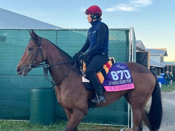 The "unique" Sun Goddess goes for Breeders' Cup glory in Keeneland