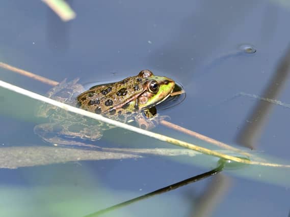 A frog