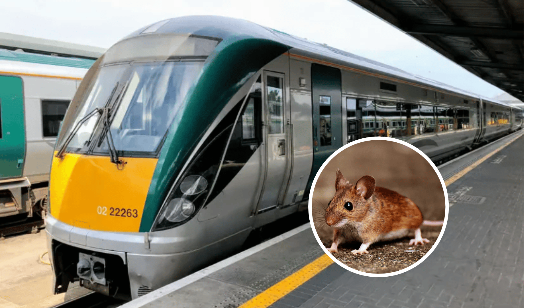 Complaints of 'mouse droppings' and ‘rat infestation’ on Limerick trains