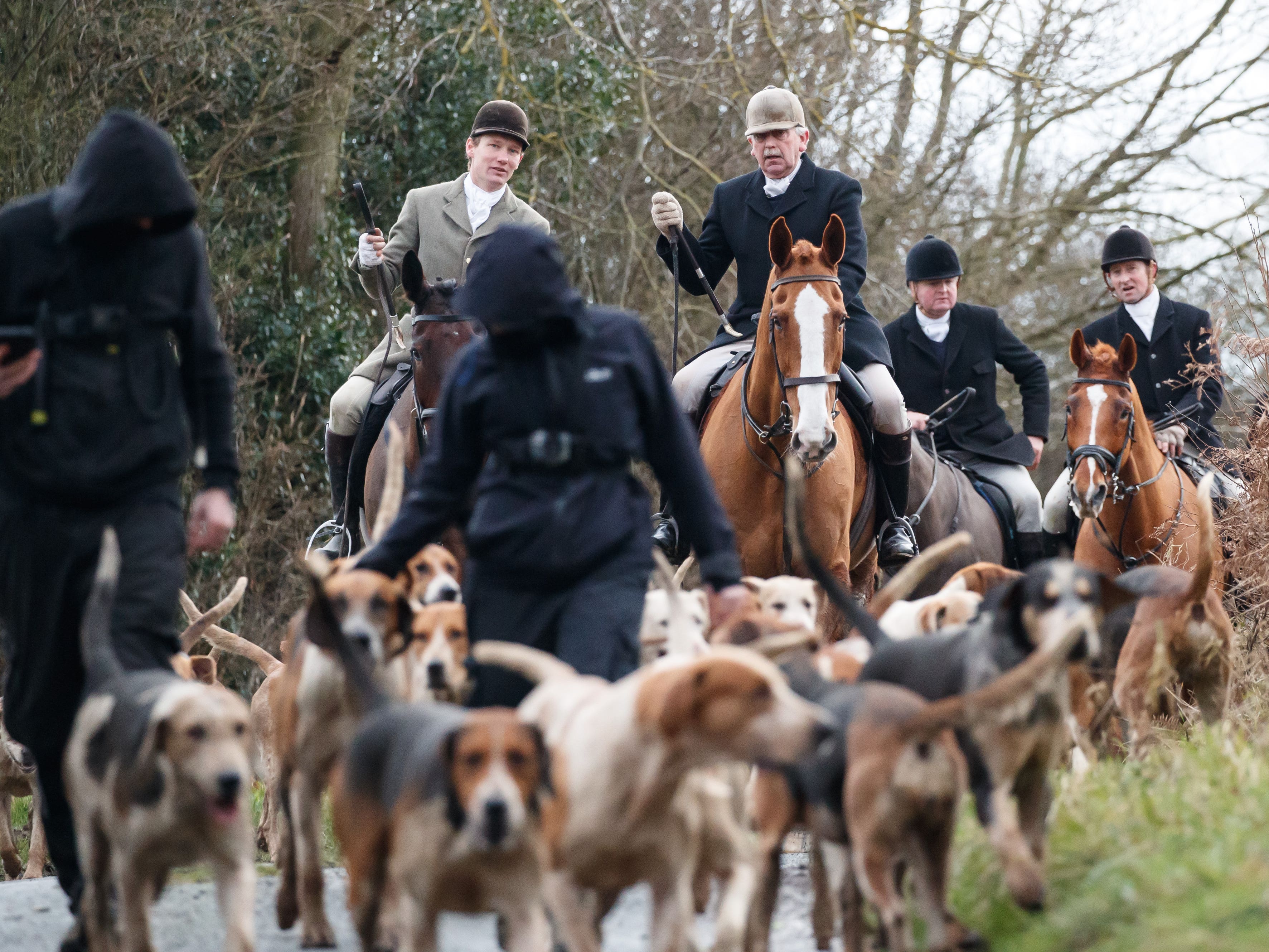 A hunt with foxhounds taking place