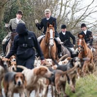 Culling foxes creates ‘chaos’ MLAs told as Stormont scrutinises hunting ban Bill