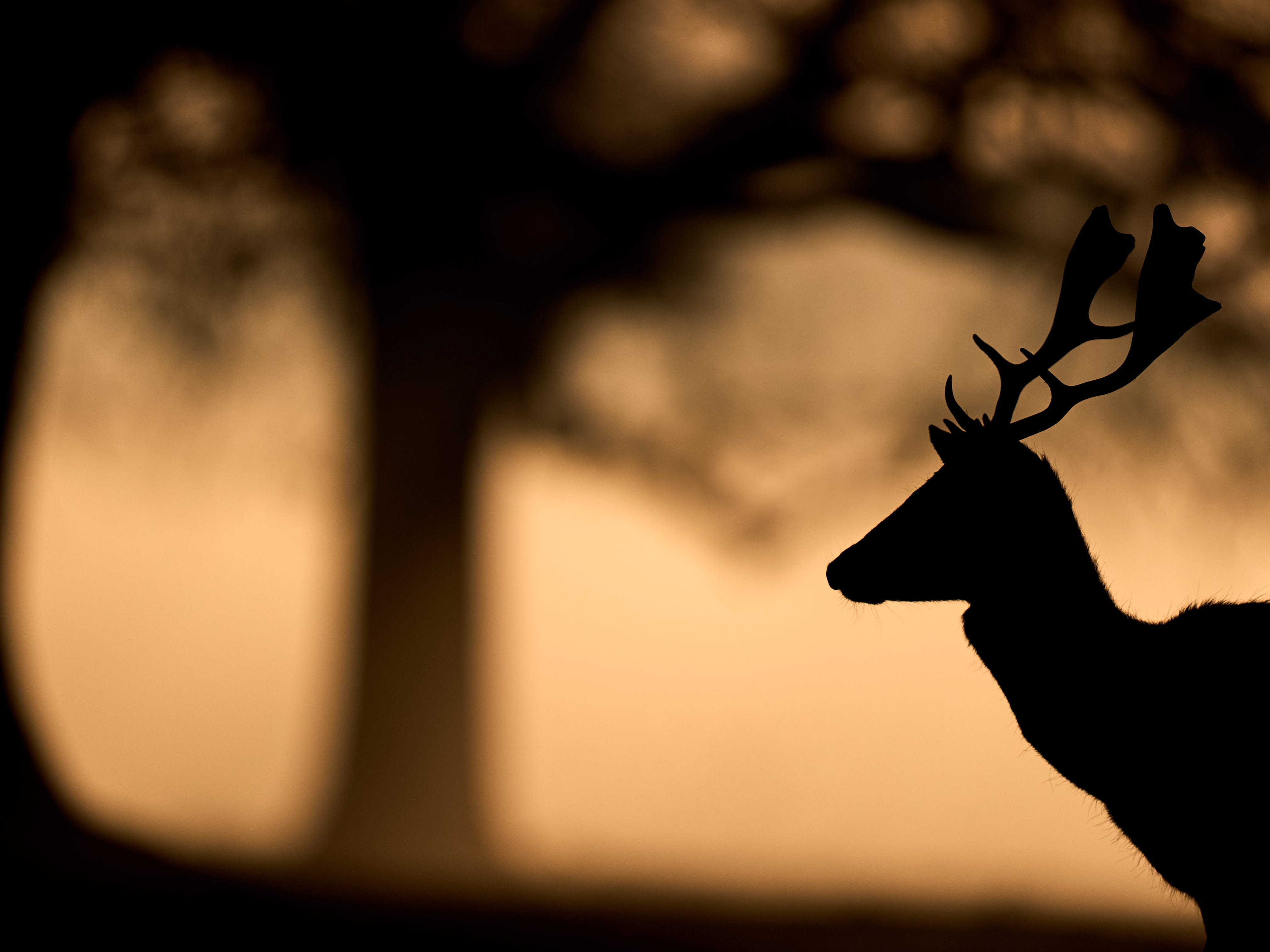 Drivers face heightened chance of animal-related road collisions as ...