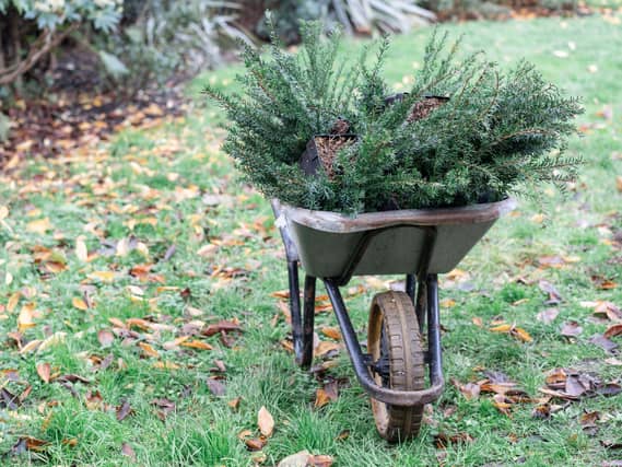 Old wheelbarrow with trees in park. Christmas trees in a wheelbarrow on a garden.