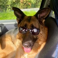 A 'lovely friend' - Kilkenny dog shelter seeks new home for pet surrendered by ill owner