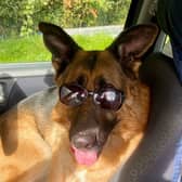 JR the dog 
