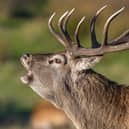 The mighty Red Deer Stag