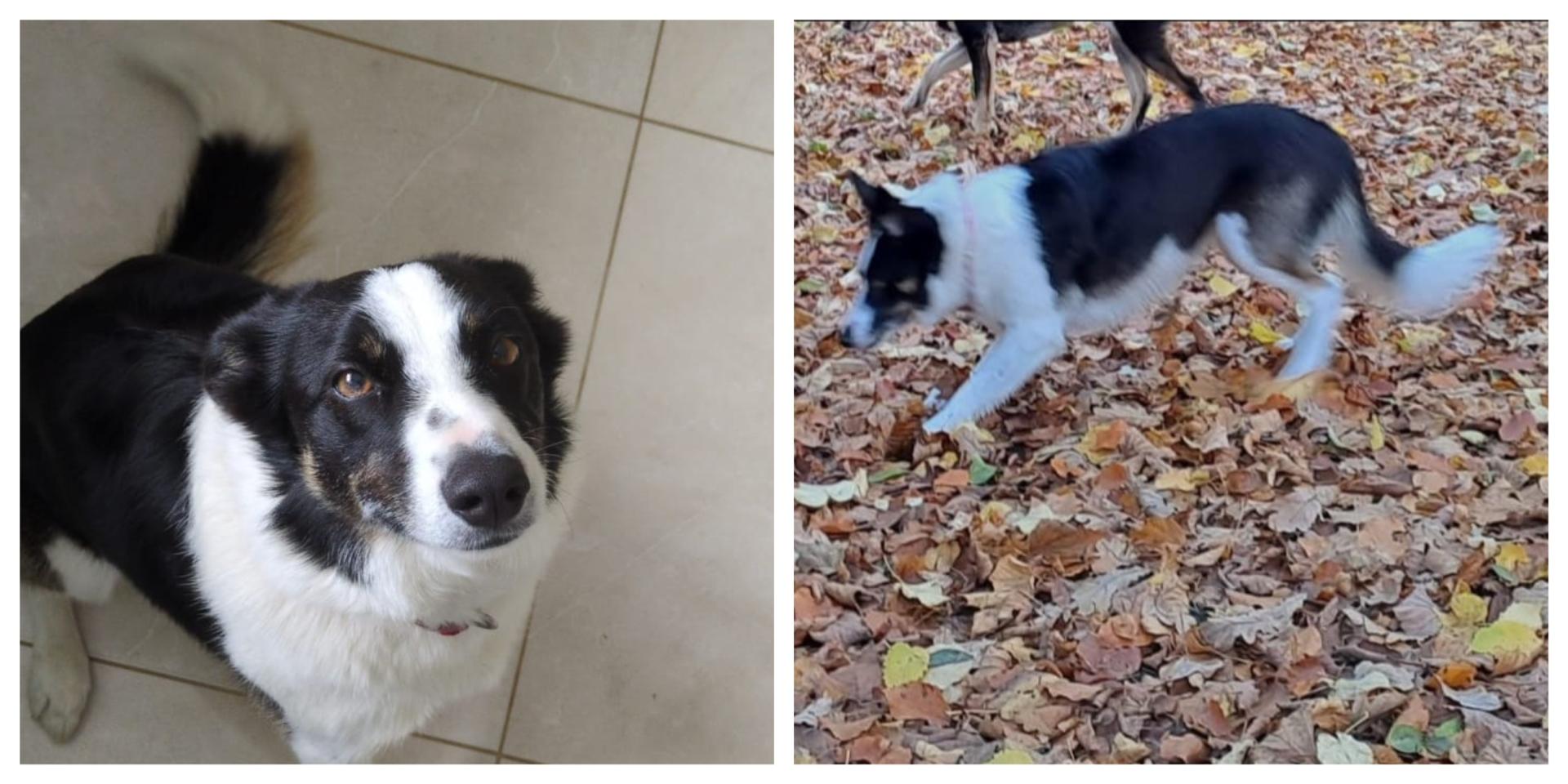 A CHRISTMAS MIRACLE! Tipperary dog returns home on her own after two days missing