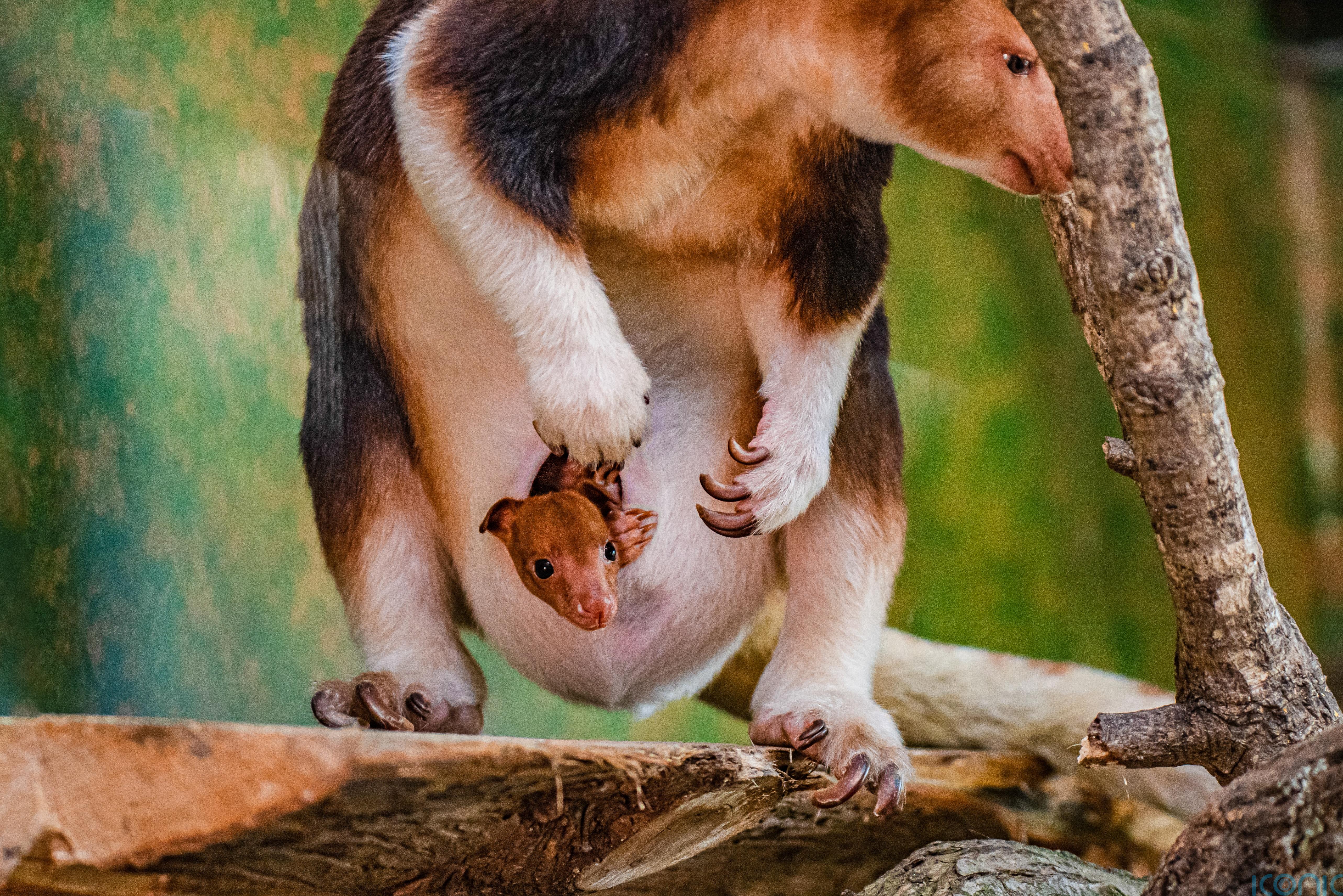 Celebratory moment' as rare tree kangaroo emerges from ...