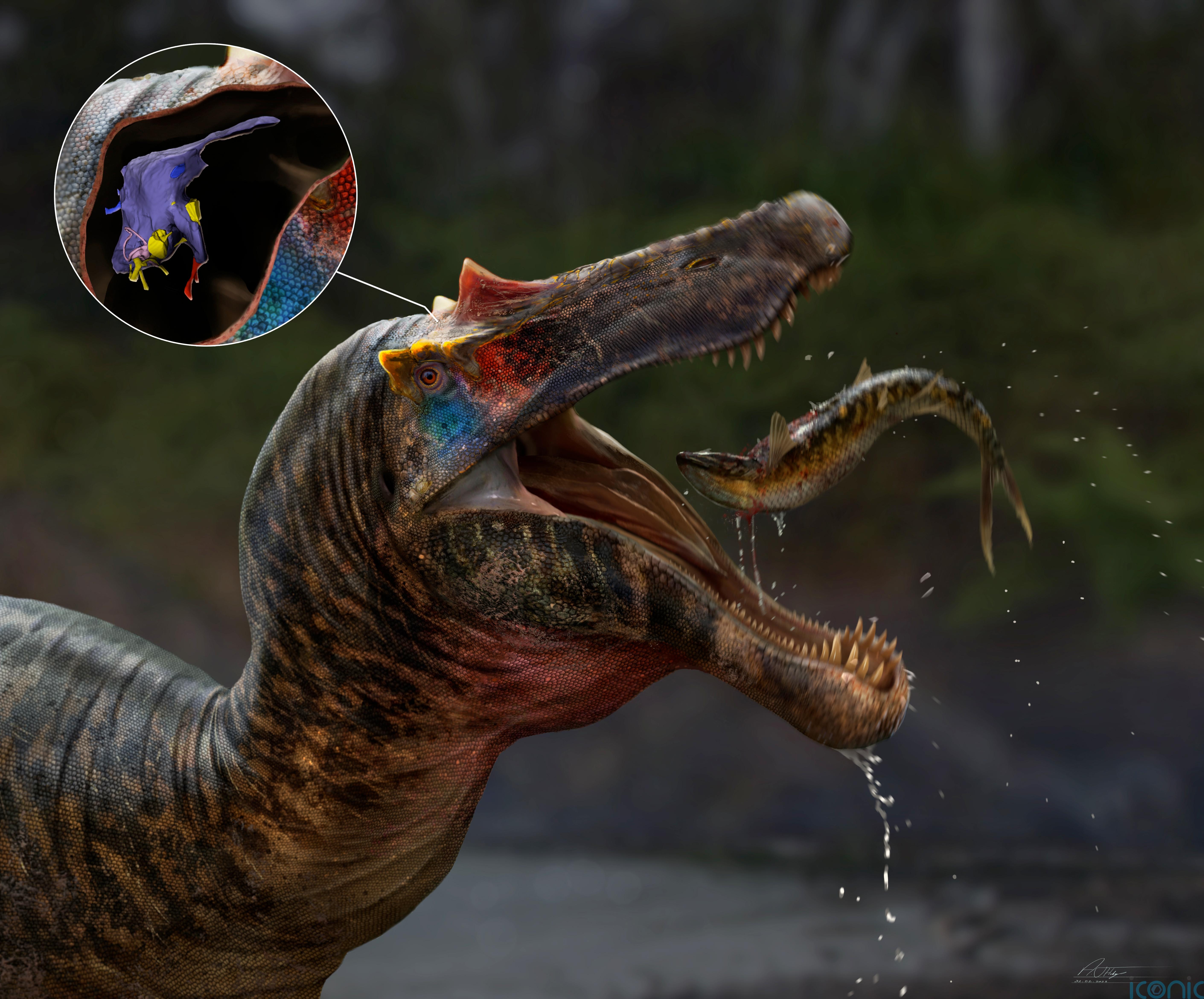 Spinosaurs inherited brainpower from ancestors to catch fish ...