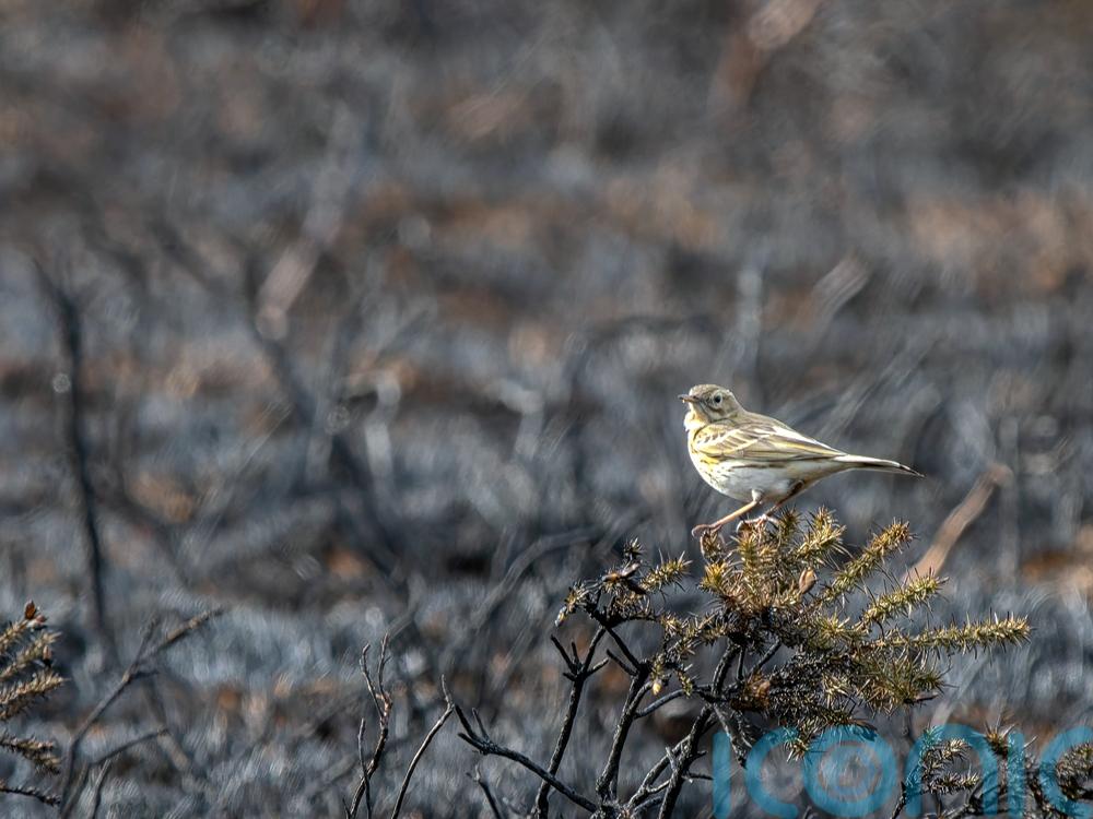Wildlife hit hard by drought, fires and heat as extremes become ‘new normal’